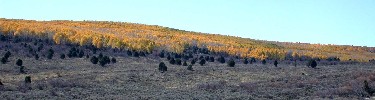 Aspen on Stuntz Ridge along Harpers Corner Road